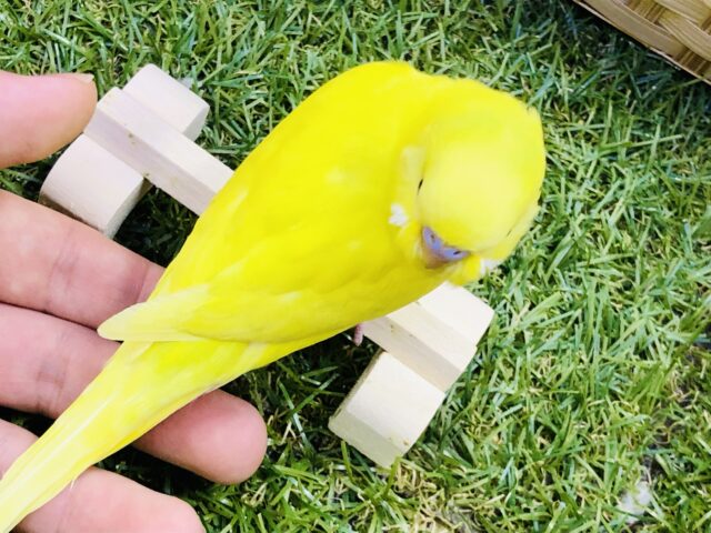 セキセイインコ