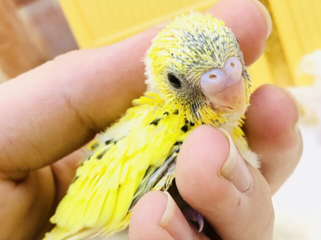 セキセイインコ