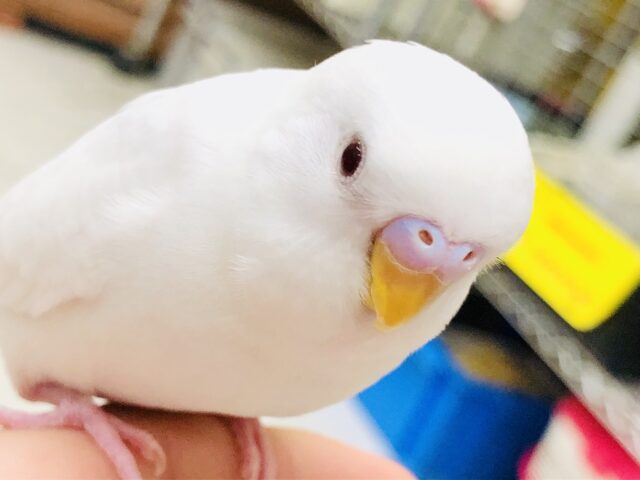 セキセイインコ