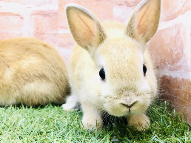 ネザーランドドワーフ