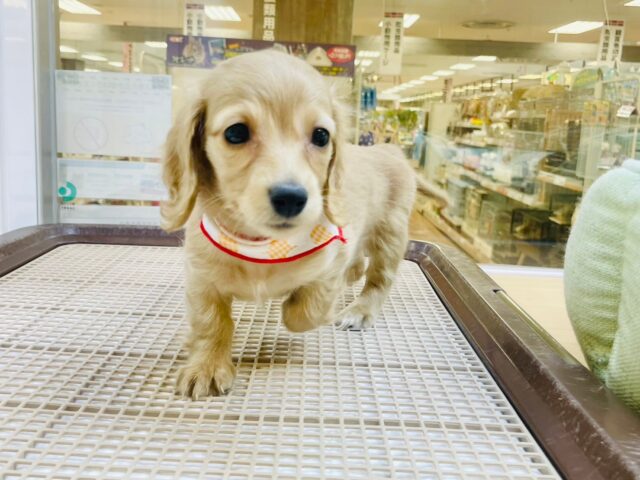 ミニチュアダックス