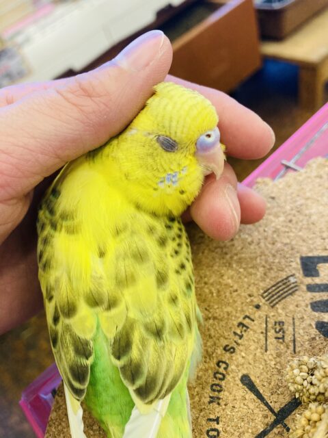 セキセイインコ