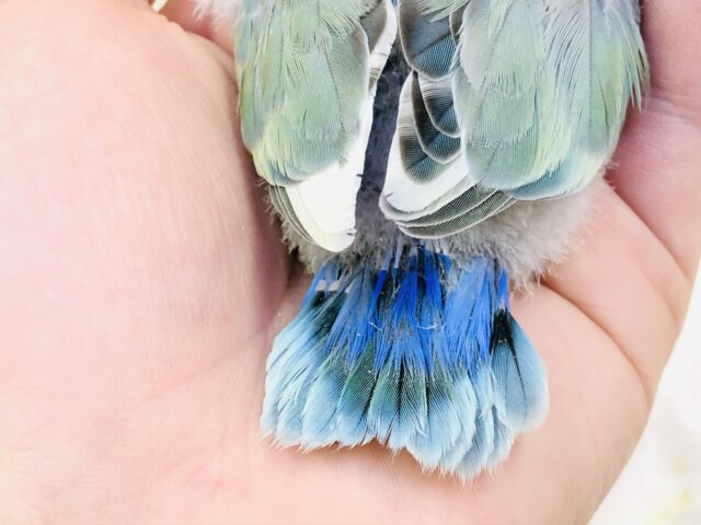 コザクラインコ（小桜インコ）