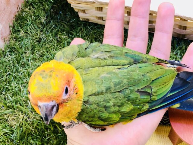 コガネメキシコインコ