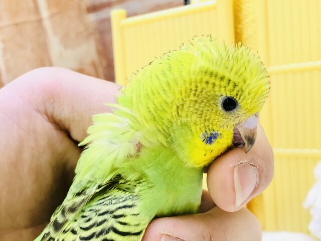 セキセイインコ