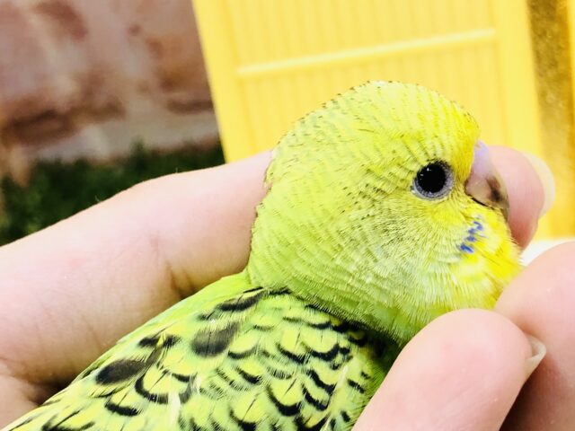 セキセイインコ
