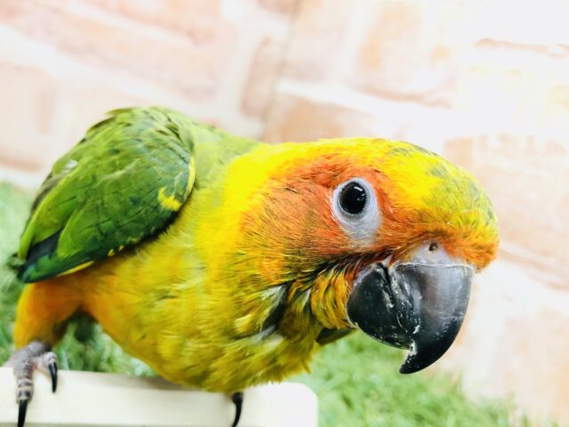 コガネメキシコインコ