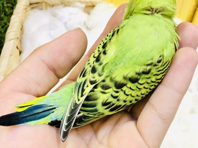 セキセイインコ