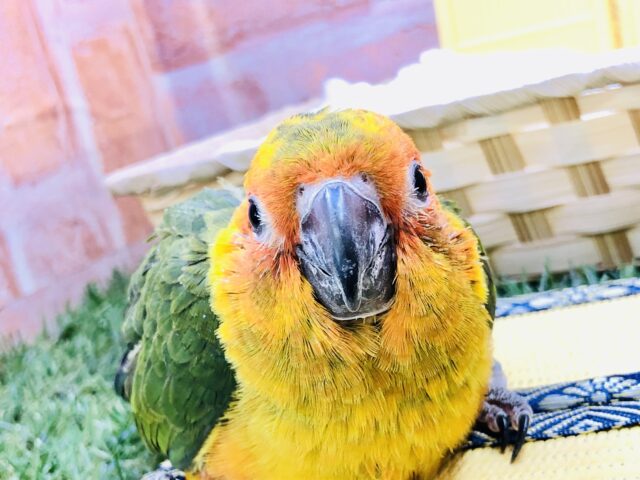 コガネメキシコインコ