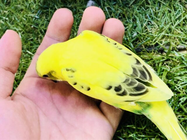 セキセイインコ