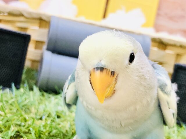 コザクラインコ（小桜インコ）