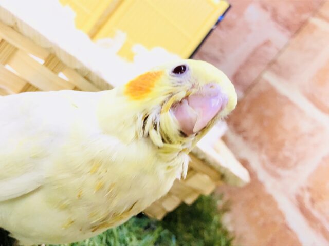 オカメインコ