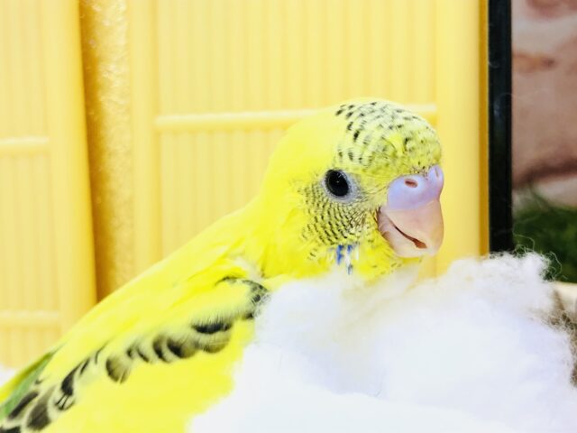 セキセイインコ