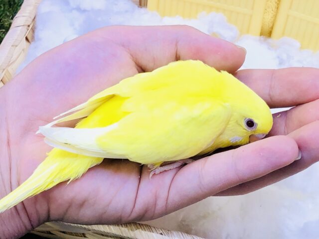 セキセイインコ