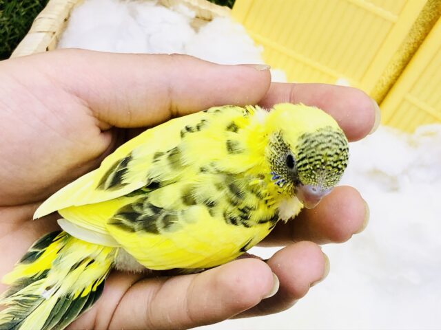 セキセイインコ