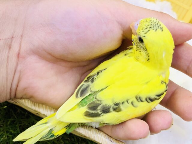 セキセイインコ