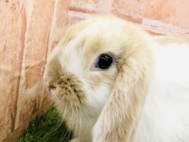 ホーランドロップ