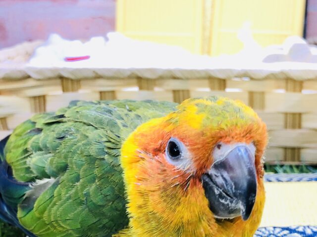 コガネメキシコインコ