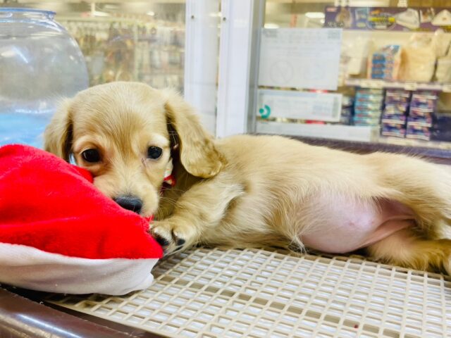 ミニチュアダックス