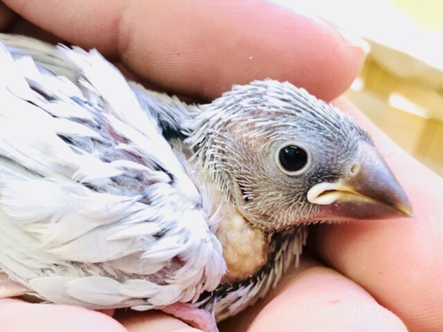 シルバー文鳥