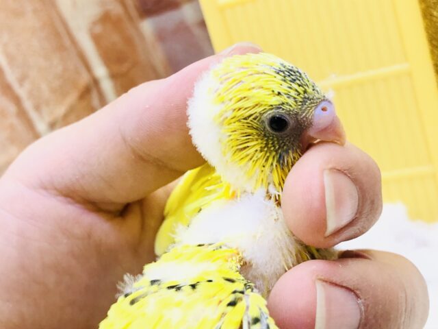 セキセイインコ