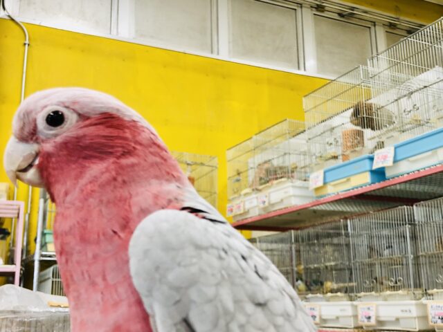 モモイロインコ