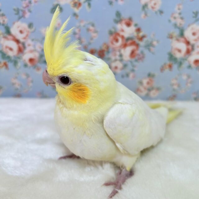 オカメインコ