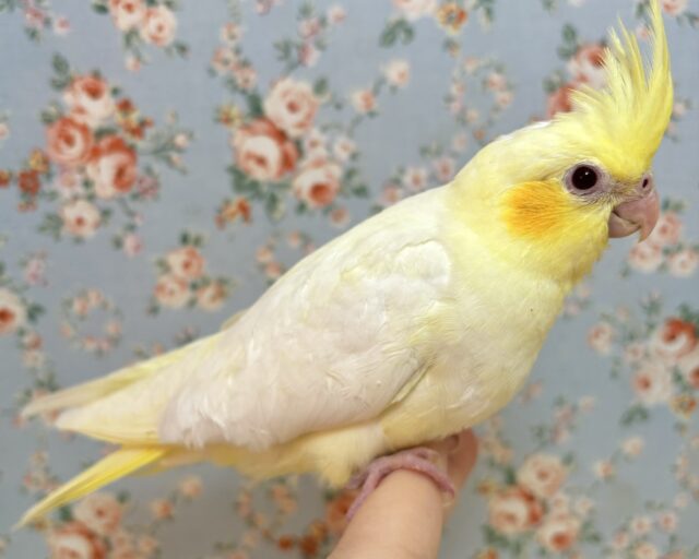 オカメインコ