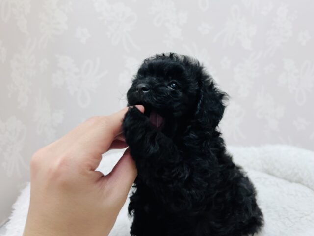 まっくろくろすけ出ておいで❗️呼んだら来てくれる甘えん坊黒プーちゃん❗️ トイプードル