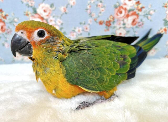 コガネメキシコインコ