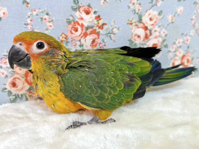 コガネメキシコインコ