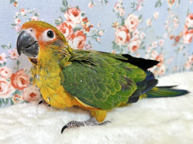 コガネメキシコインコ