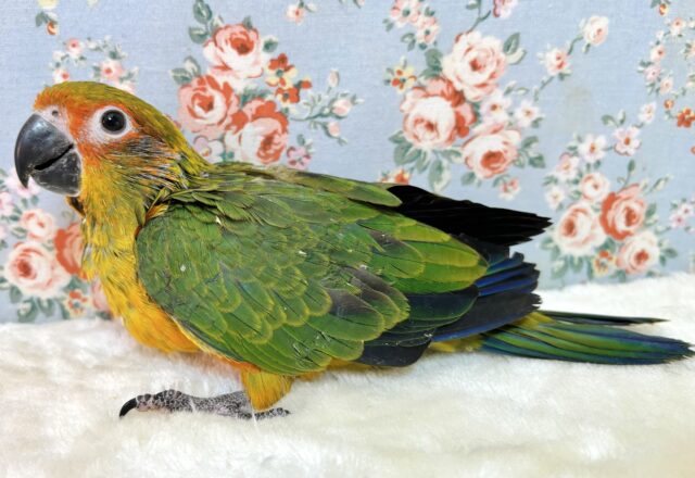 コガネメキシコインコ