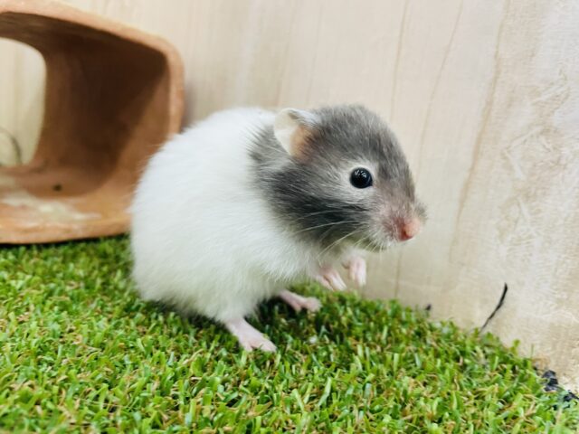 セーブルハムスター