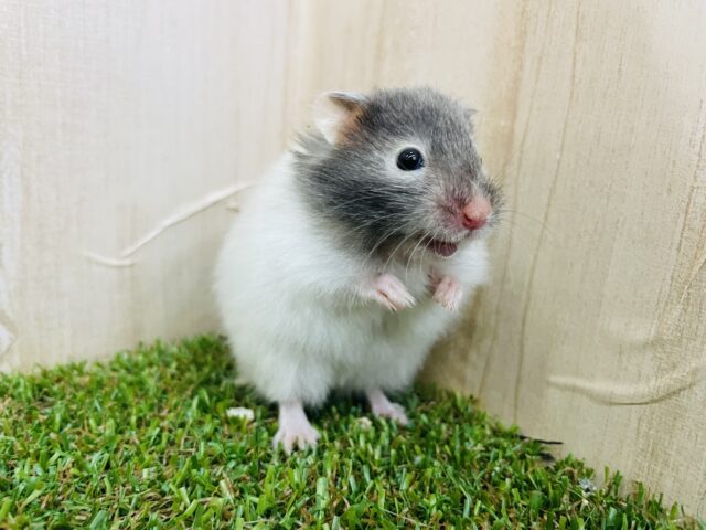 セーブルハムスター