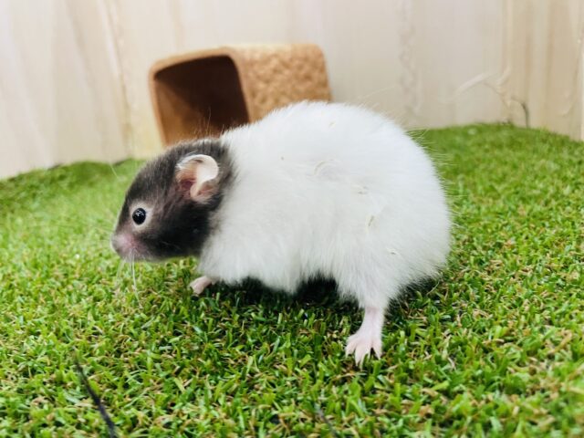 セーブルハムスター