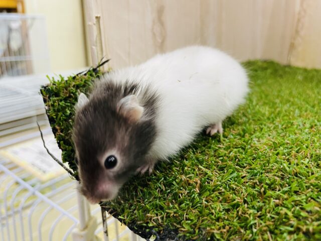 セーブルハムスター