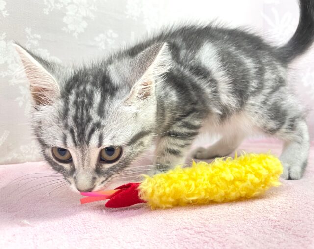 セルカークレックス