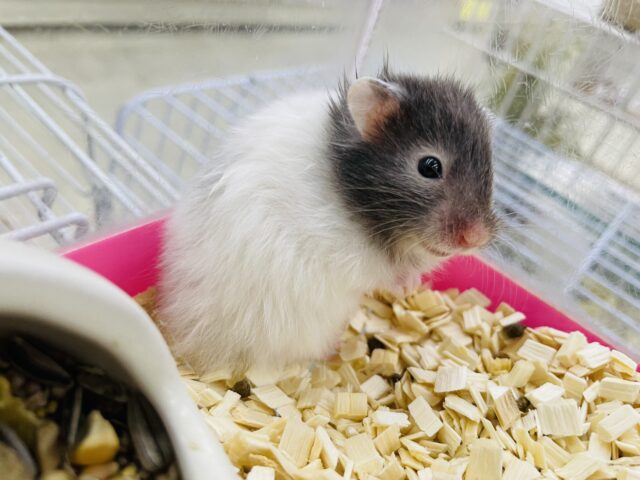 セーブルハムスター