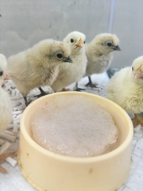 桂チャボ（カツラチャボ）