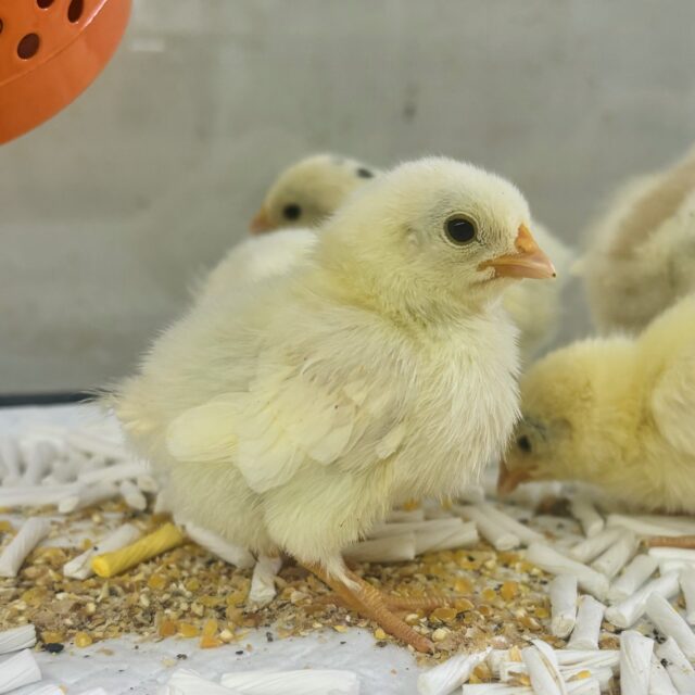 桂チャボ（カツラチャボ）