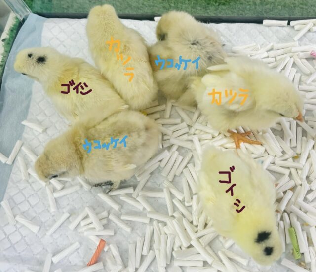 桂チャボ（カツラチャボ）