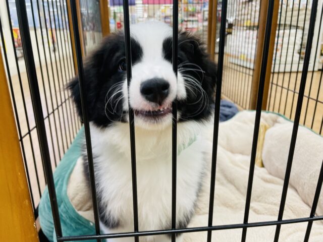 ボーダーコリー