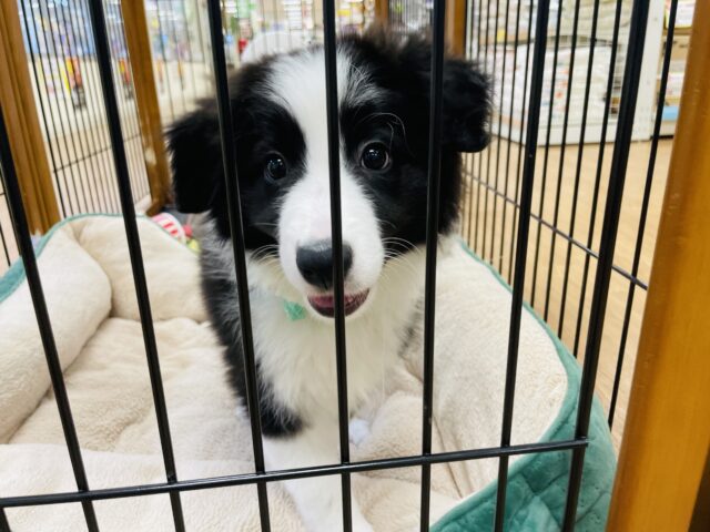 ボーダーコリー