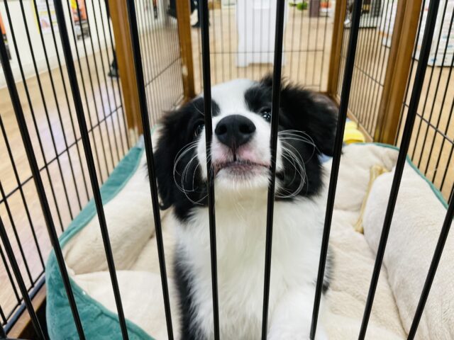 ボーダーコリー