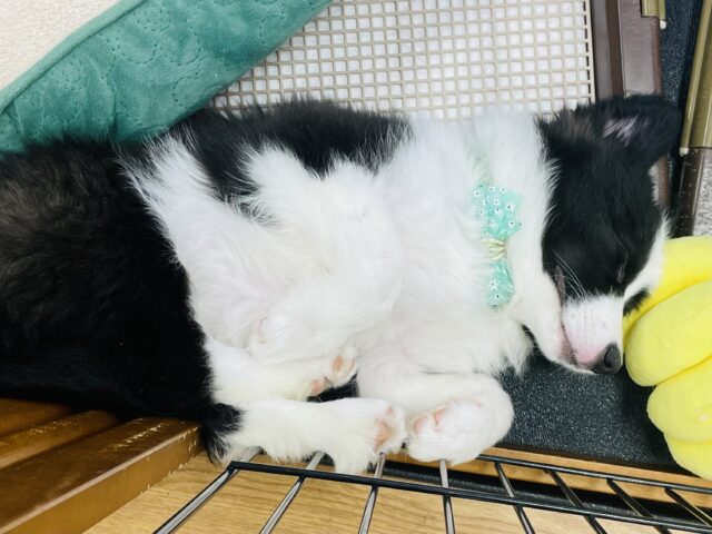 ボーダーコリー