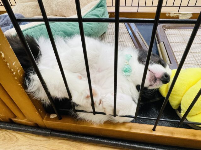 超ホヤホヤ最新画像✨️激カワビックベイビー❣️会ったら一目惚れ間違いなし❗️ボーダーコリーの女の子❗️ ボーダーコリー