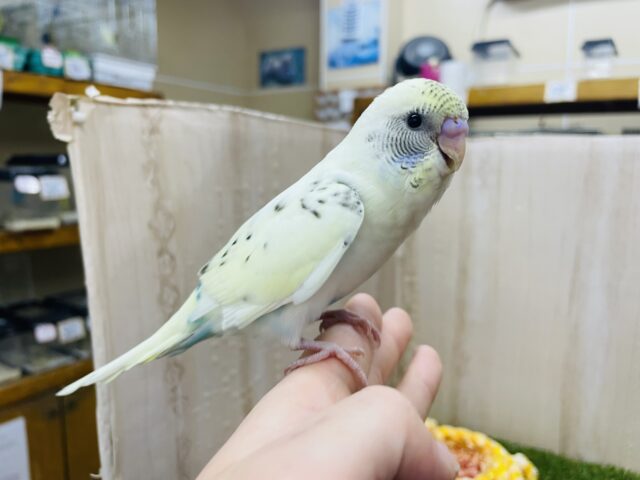 セキセイインコ