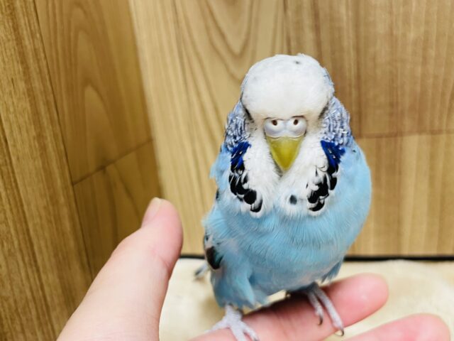 ジャンボセキセイインコ
