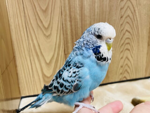 ジャンボセキセイインコ
